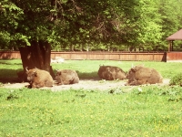 Bisons_1