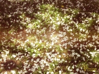 Spring_in_Hajnowka_1